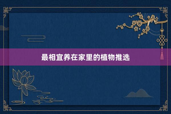最相宜养在家里的植物推选